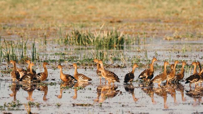 Plumed whistling ducks in Kakadu National Park.