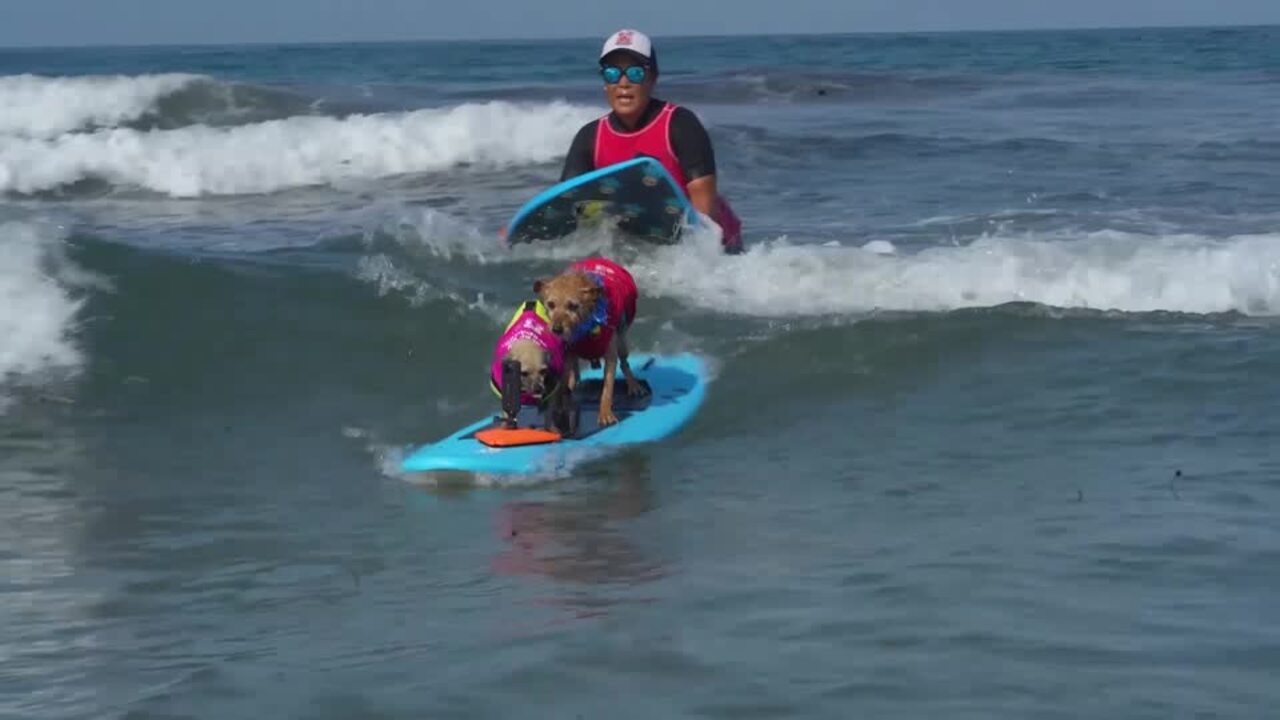 Surf's up for dozens of dogs in San Diego