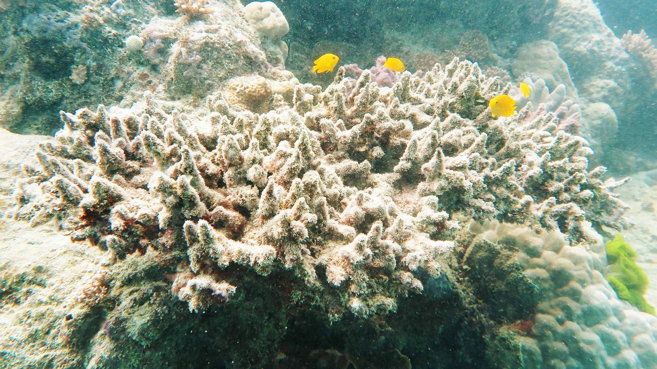 Pacific Ocean pumice raft floating towards Australia’s Great Barrier ...