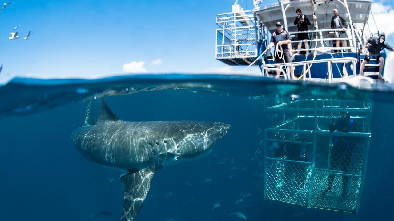 Shark diving off Neptune Island. Picture: Adam Bruzzone