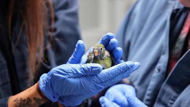 Orange Bellied Parrot chick at Seven Mile Beach breeding facility. Picture: NRE Tasmania