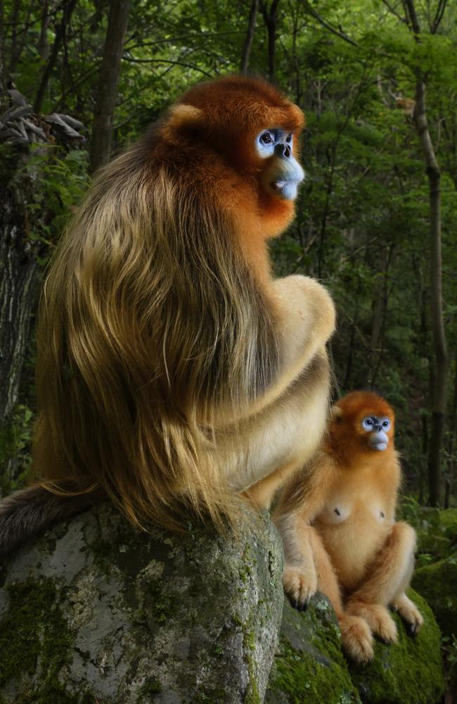 Dutch photographer Marsel van Oosten won the competition with this incredible portrait of two Qinling golden snub-nosed monkeys. Picture: Wildlife Photographer of the Year/Marsel van Oosten