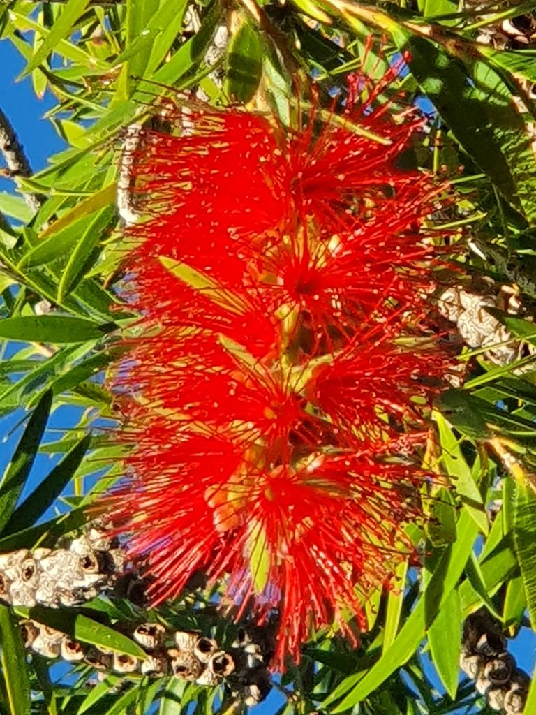 Callistemon Captain Cook Aramac