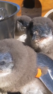 Little blue penguin chicks at Melbourne Zoo