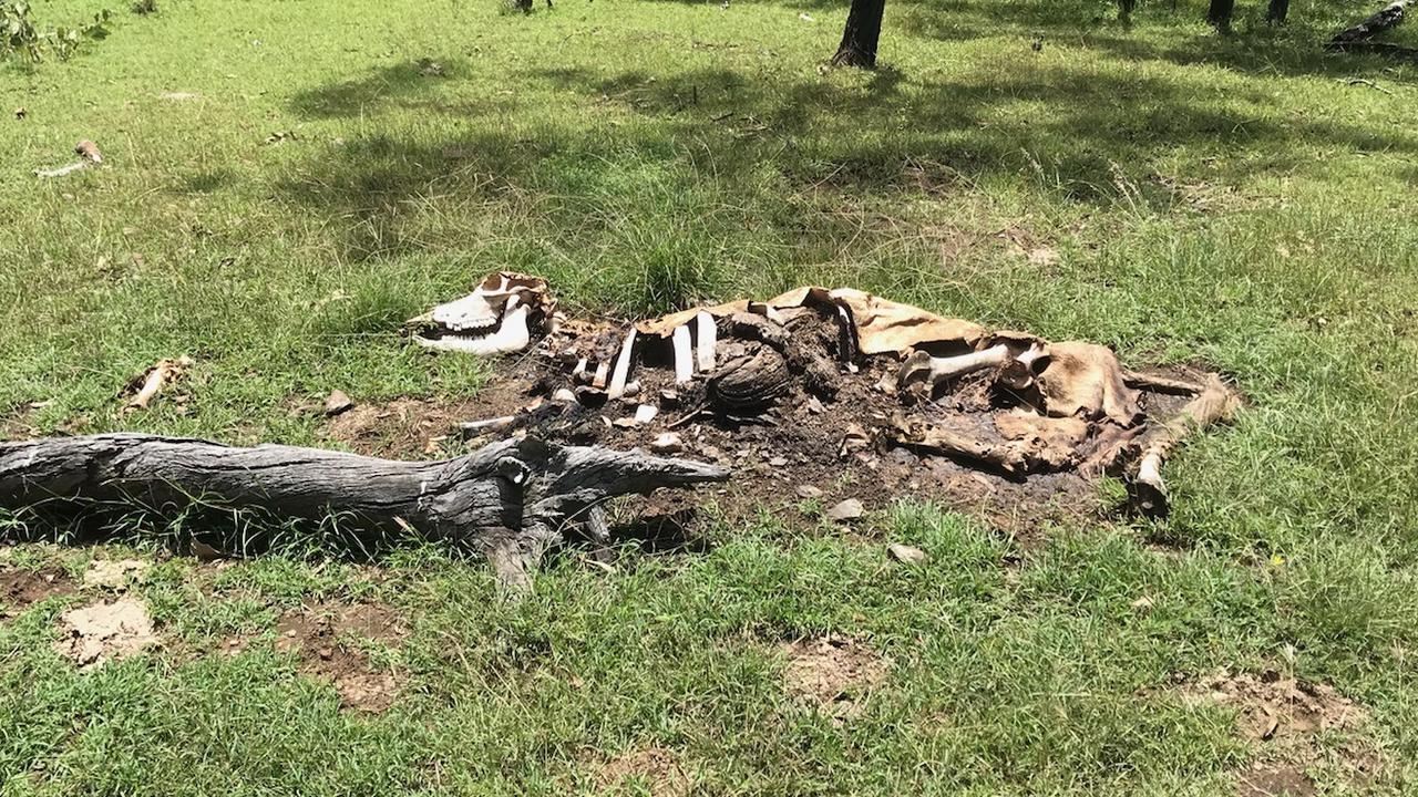 The cows were found in various stages of decomposition, but no blood or traces of movement were at the scene. Picture: Supplied