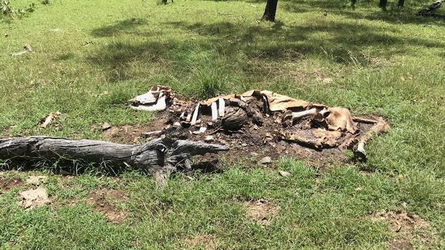 The cows were found in various stages of decomposition, but no blood or traces of movement were at the scene. Picture: Supplied