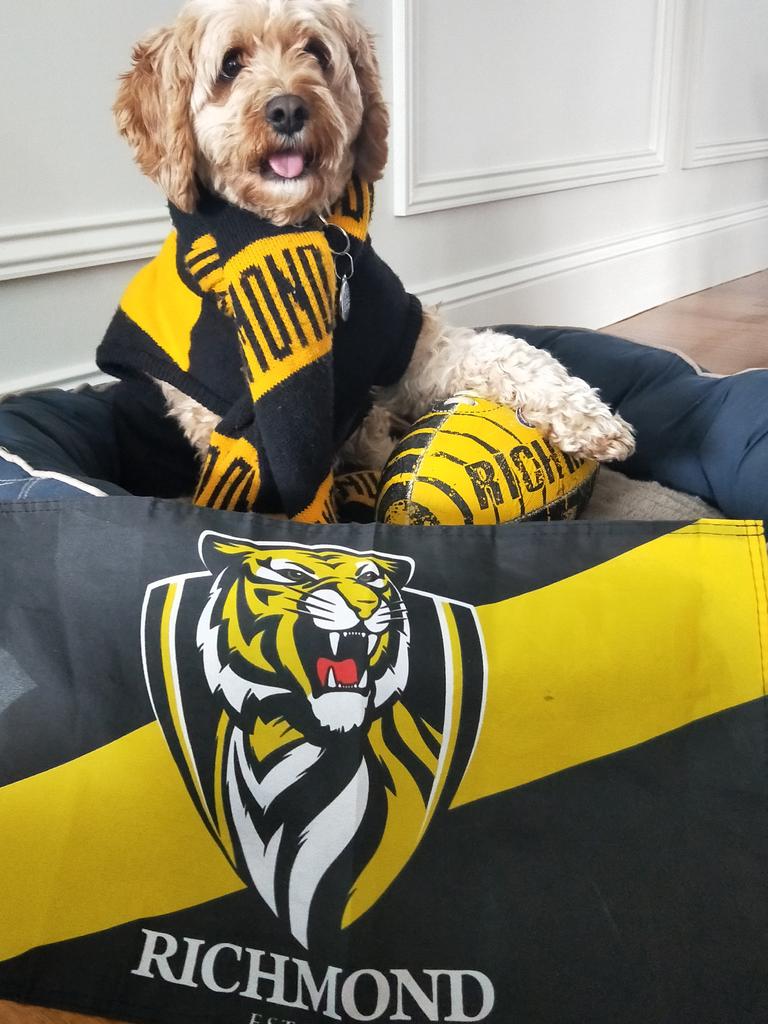 Richmond Tigers AFL Dog Coat Jumper Guernsey