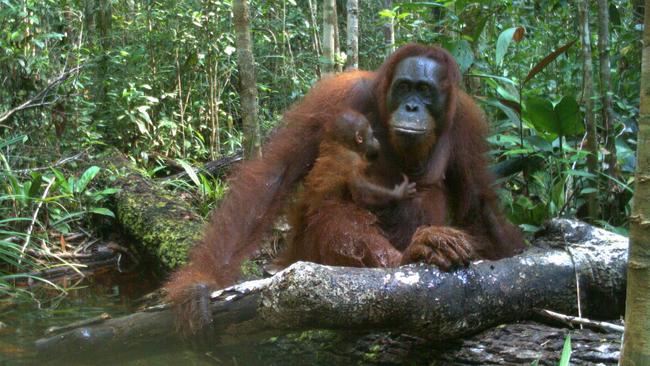 Orangutans in Borneo. Picture: CC BY-NC-SA 4.0