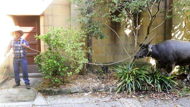 The wrangler has the last buffalo on a rope in Carillon Avenue. Picture: John Appleyard