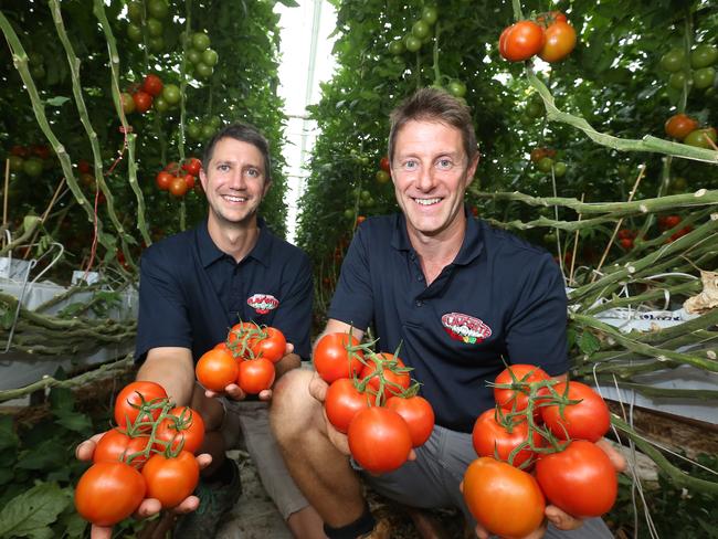 Flavorite Tomatoes, Warragul,   brothers Chris and  Ed Millis,  Picture Yuri Kouzmin