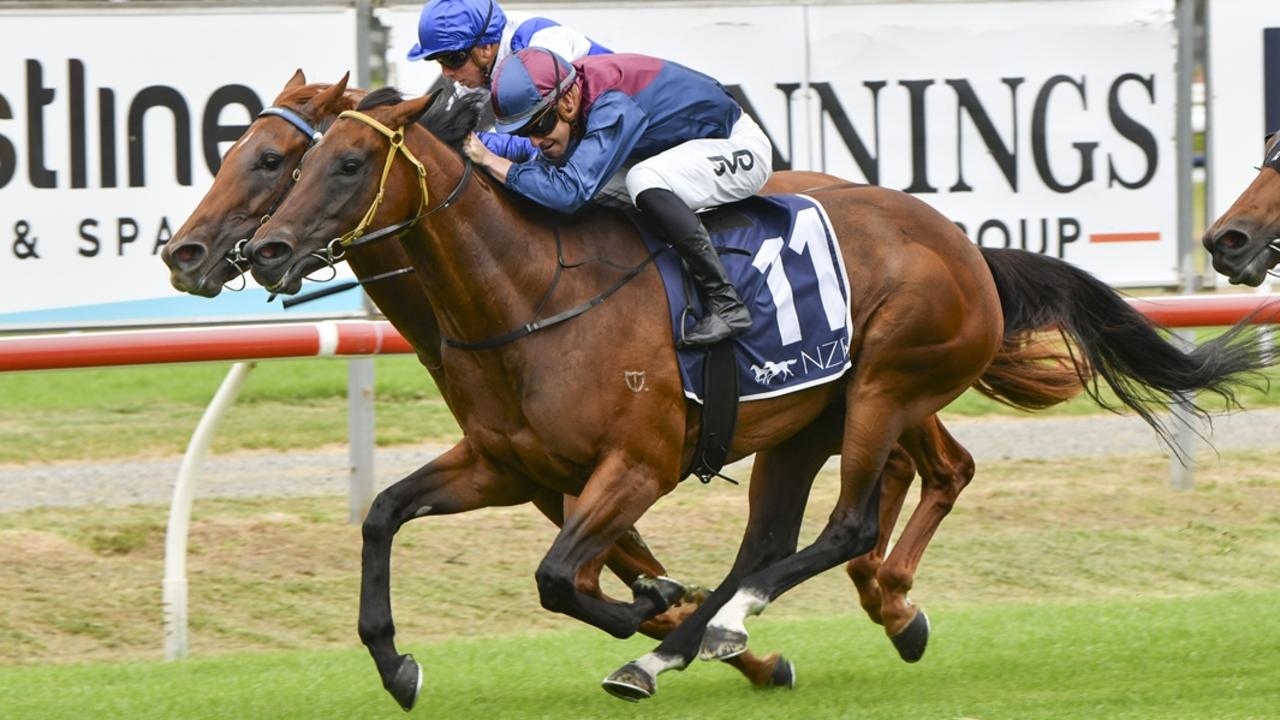 Subuki is looking claim the Taree Gold Cup and earn a place in the Big Dance. Picture: Bradley Photos