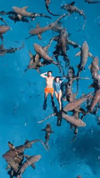 Tourists float calmly as nurse sharks swim below