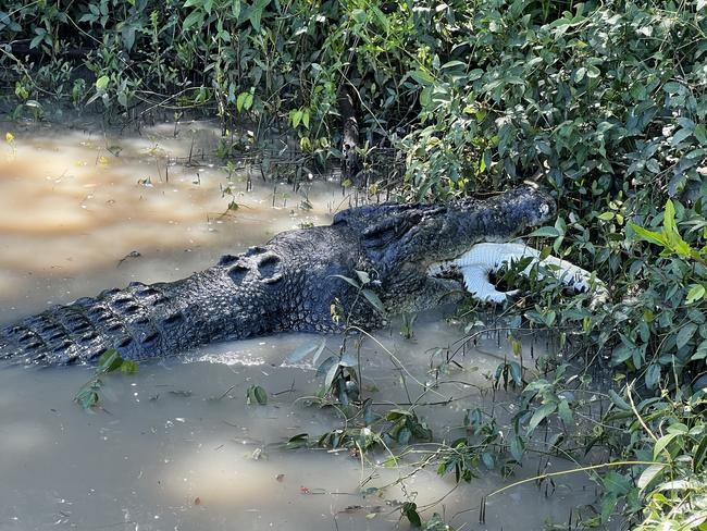 Crew and guests on an Adelaide River Cruises boat witnessed 6.2m croc Dominator eating another croc. PIcture: Sean Dealy