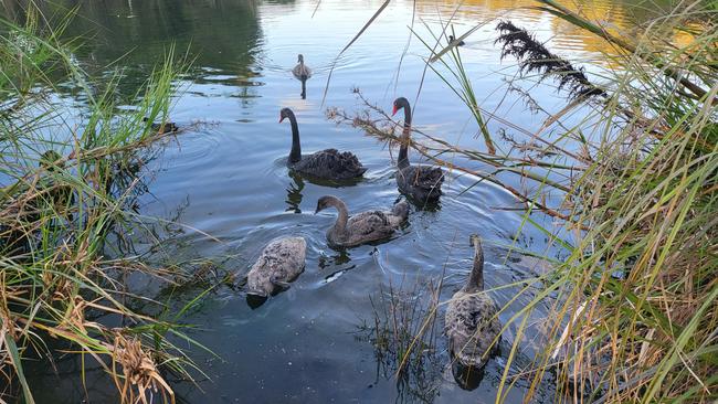 Swans in Sydney Park