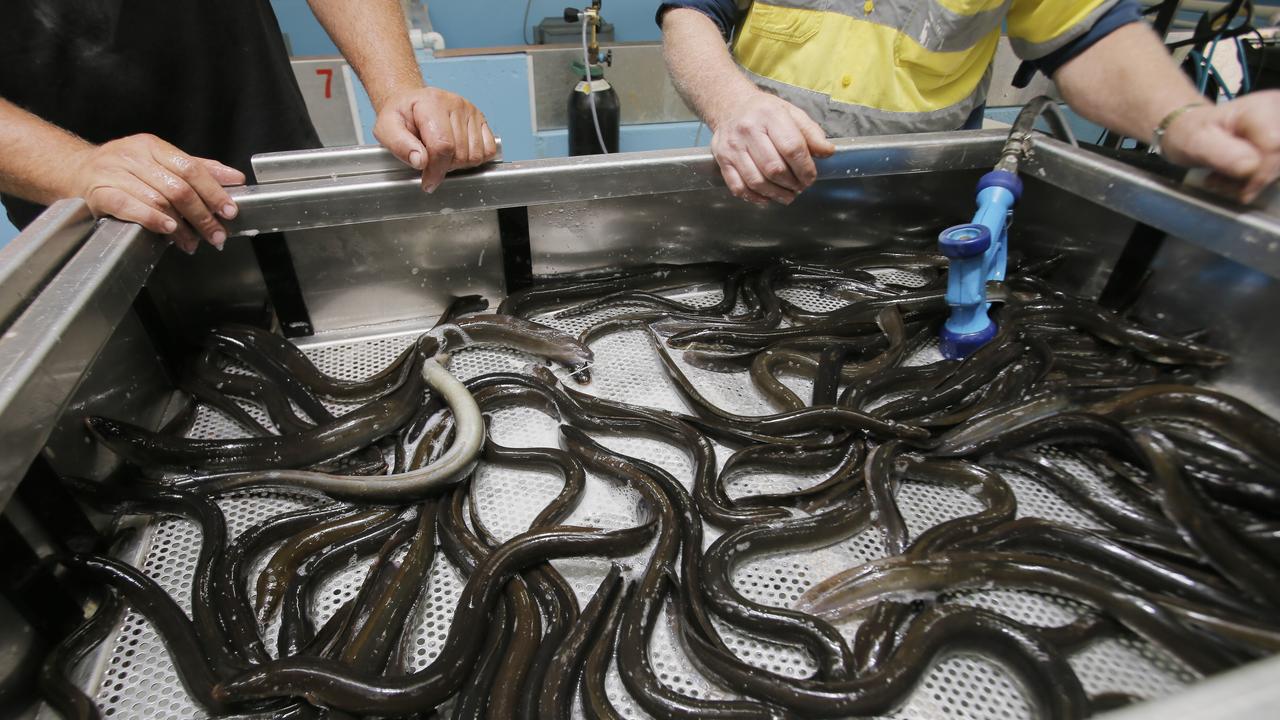 A new Tasmanian Eel aquaculture exporting business at Bagdad is trying to break into the multi billion Asian market. Pictured at the farm is father and son team (L-R) Wayne and Brad Finlayson sorting out the elvers. PICS: MATT THOMPSON