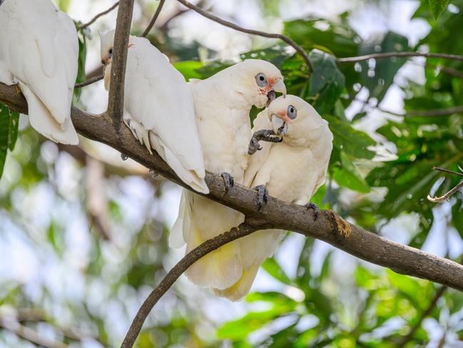 MAROON MOMENT: Little Corellas from a quandong tree on Wynnum Creek. One is biting the other one’s foot while the other is biting the first one’s head! Photo: Neale Maynard.