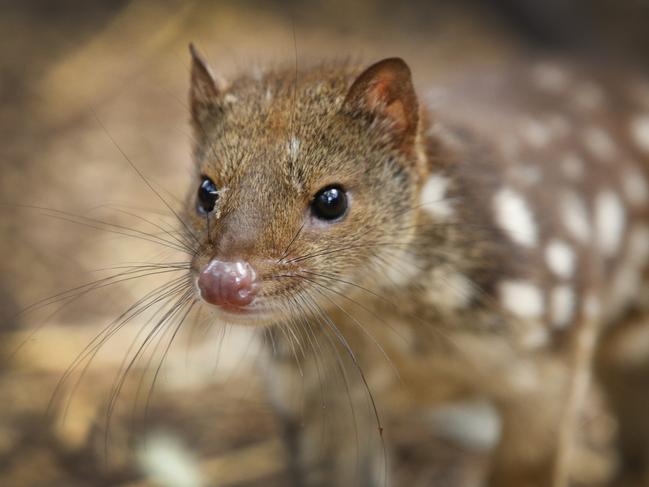 Spotted tail quolls are common in the area, but are deemed to be threatened. Picture: David Caird