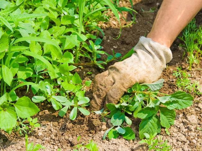 Pulling them by hand is the cheapest and safest way to weed.