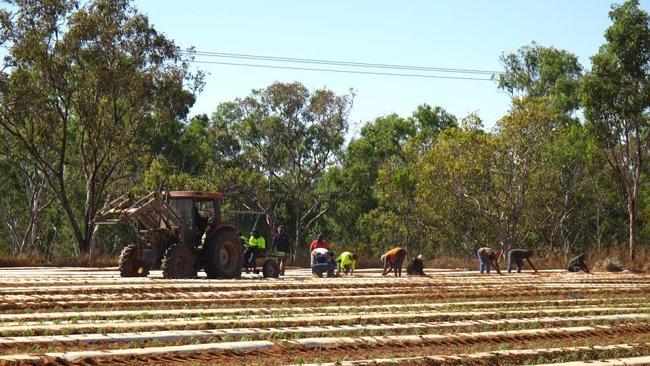 Workers at Kalano Community Farm tend the tomato plants.