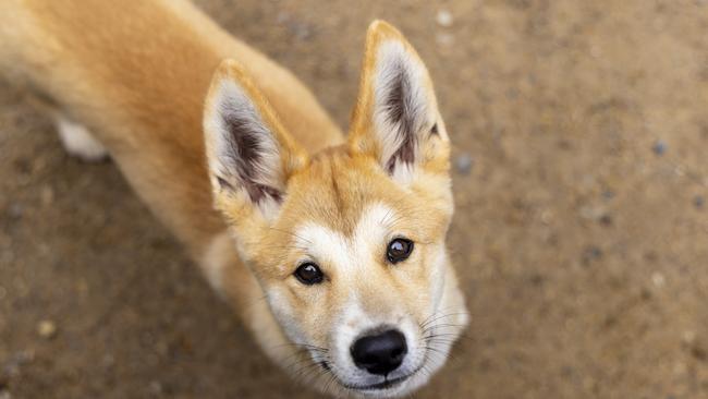 See dingo pups at Taronga Zoo.