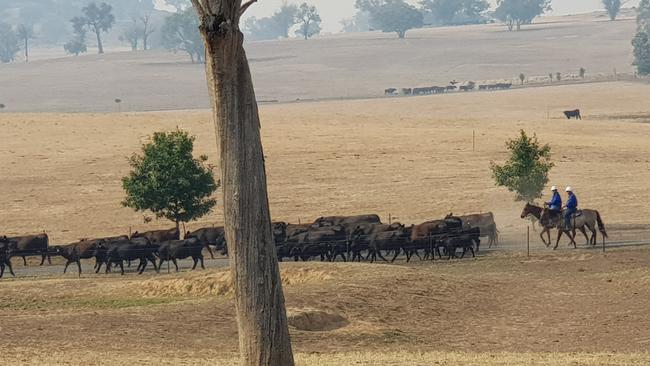 A man has been charged following an investigation into an alleged multimillion-dollar cattle fraud. Police are pictured during Strikeforce Seger at Kyeamba. Picture: NSW Police