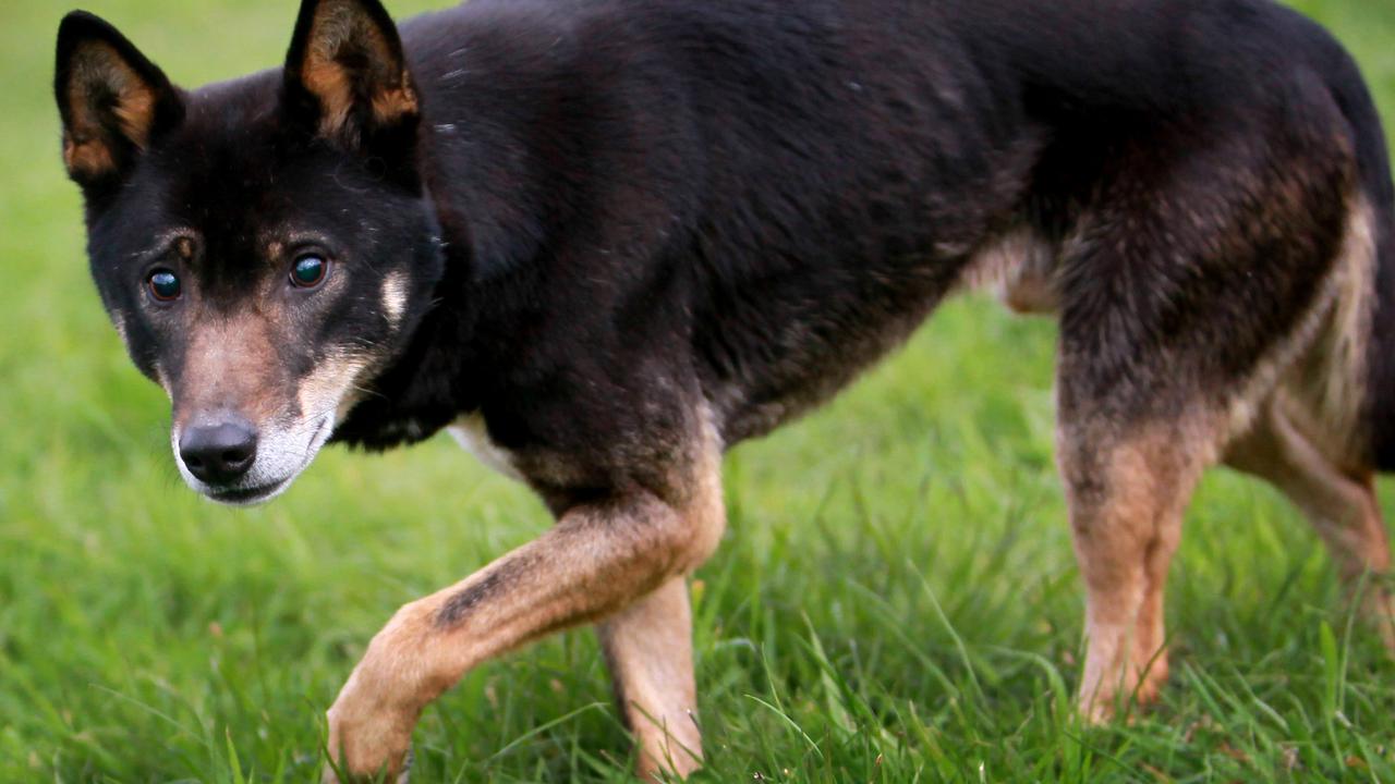 The South Burnett Regional Council responded to the rumours that dingos have been relocated from K’gari to the Bunya Mountains after increased sightings.