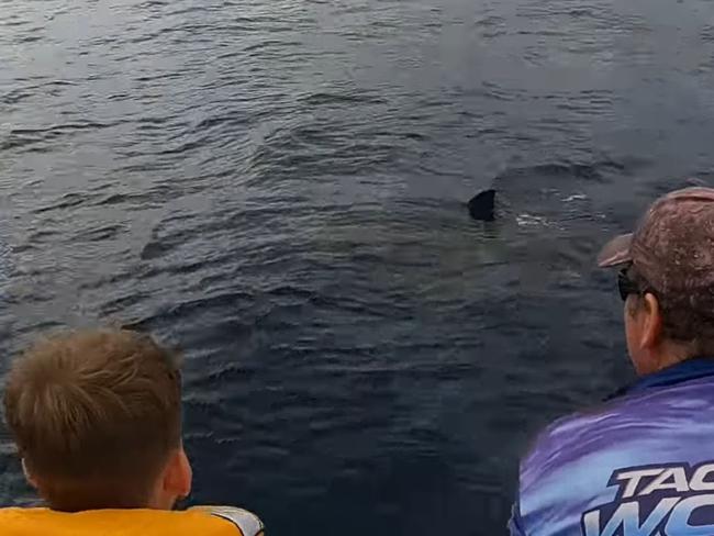 (R to L) Matthew, Mason, and Mikayla Thomsen watching on as the great white shark circled their boat. Picture: Supplied