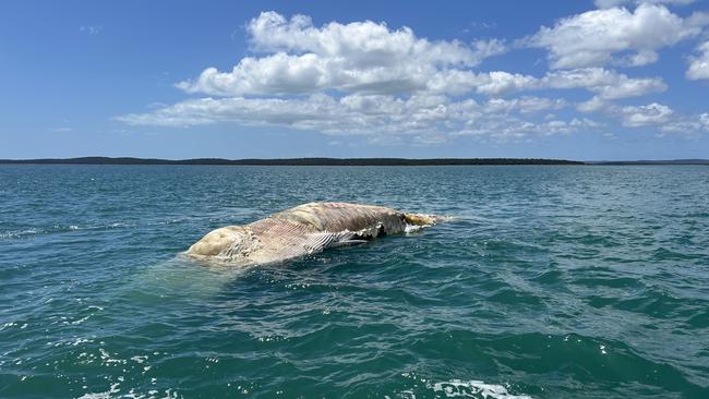 The body of a deceased whale off the coast of K'gari.