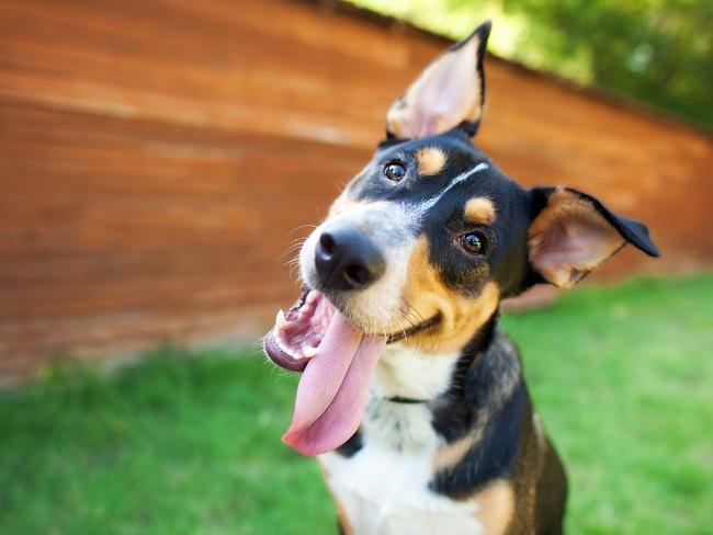 Curious and Happy Tricolor Dog with Tongue out. For Pupstars. Cairns Sun 3/10/17