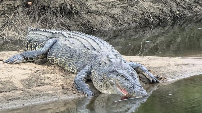 A large croc spotted last month at Clyde Rd bridge over the Russell River. Picture: Gus Lee