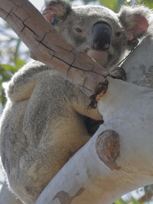 The area is known for its koala habitat. Picture: Supplied