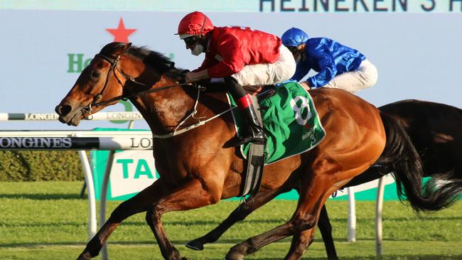 Promise Of Success looks well placed to get back to winning form. Picture: Grant Guy