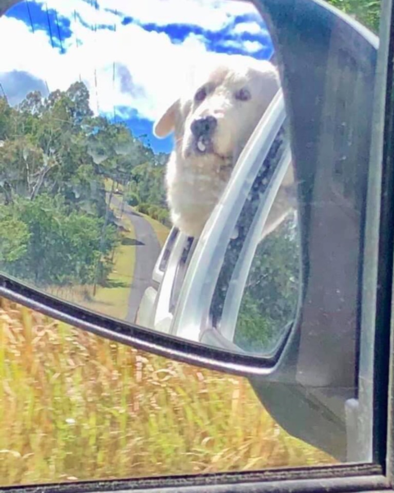 Maremma Sheepdog Boss, 2, is alleged to have been treated in an inhumane way, while under the care of local pound staff.