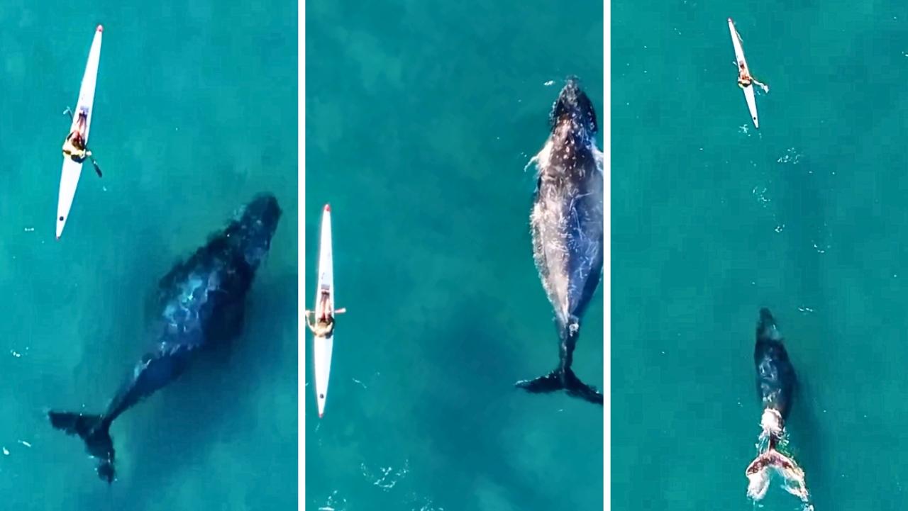 A kayaker has had an incredible encounter with a migrating humpback. Picture: Instagram.