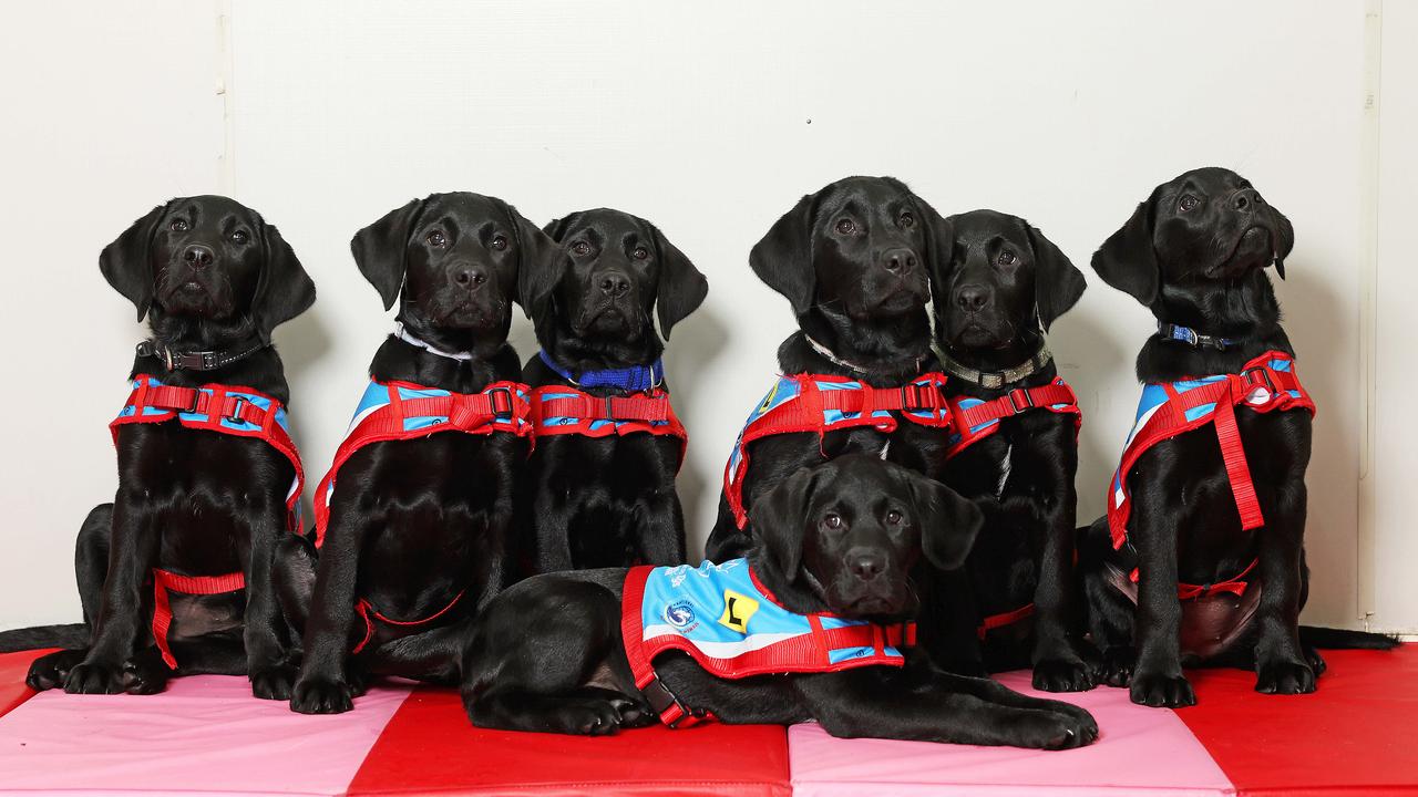 DAILY TELEGRAPH. APRIL 30, 2025. 
Pictured are the next litter of puppies destined to become assistance dogs and transform peoplesÃ lives has arrived. Now in training at the Assistance Dogs Australia puppy kindergarten in Waterfall, the seven black labradors have been dubbed the ÃE-litterÃ.
They are: Echo,  Everly,  Elroy, Emerald,  Euan, Else, and Eleanor, Picture: Tim Hunter.