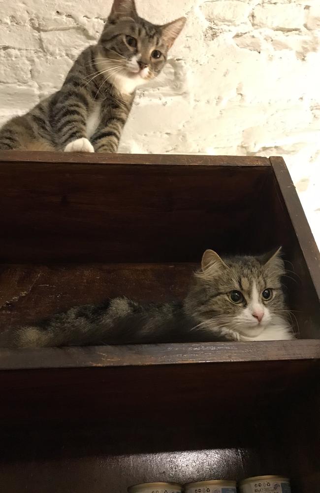 Here kitty kitty! Some of the cats who have taken up residence at The State Hermitage Museum in St Petersburg. Picture: Elizabeth Fortescuee