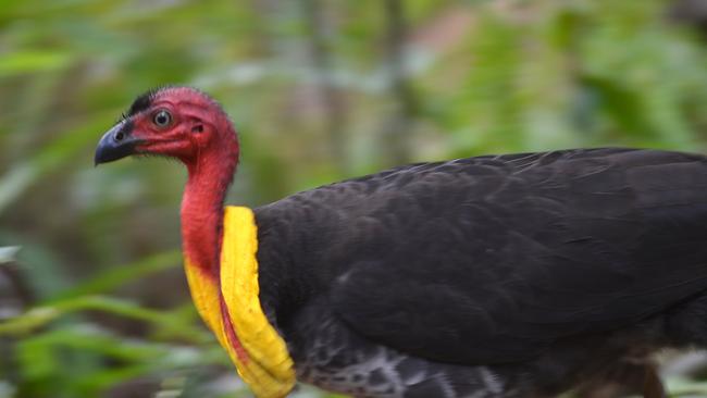 A bush turkey guards his nest at Noosa Woods. Picture: Warren Lynam