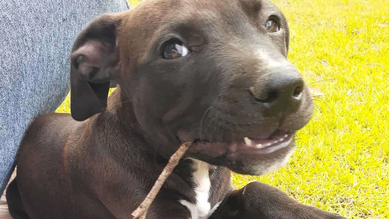 Slim Dusty (Slim): Jo Woloch's 7 month old American Staffy