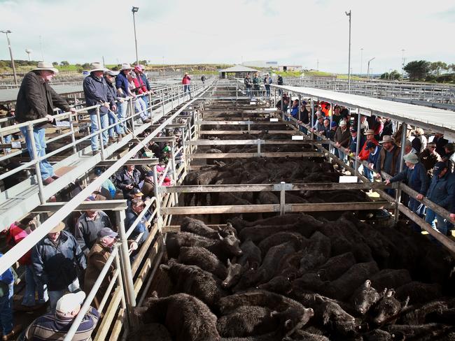 Warrnambool’s open auction proved more profitable for the lighter cattle on offer than the previous day’s sale at Hamilton, but lacked a large offering of heavy black steers. Picture: Andy Rogers