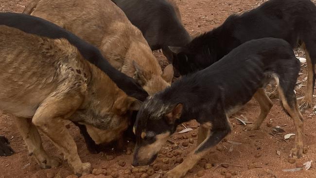 Growing numbers of dogs are roaming the main street in particular, blocking entrances to businesses and posing traffic and health risks in the Barkly region. Picture: Supplied