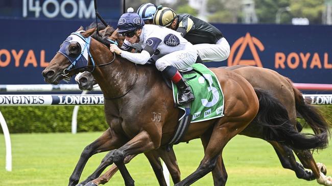 Super Extreme can book his place in the Country Championships Final with a win in the Qualifier at Tamworth. Picture: Grant Guy