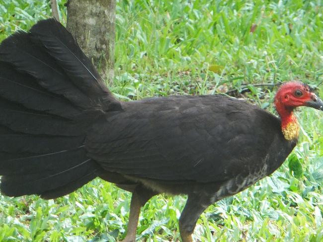 Scrub turkeys visit coastal woodlands in the winter. PIC: ANNE WILKINSON