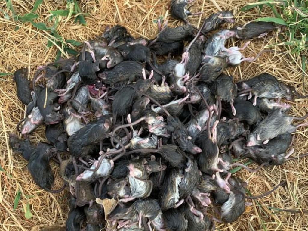 The mouse plague last autumn caused up to $100 million worth of damage. Picture: Geoff Wilson/Facebook