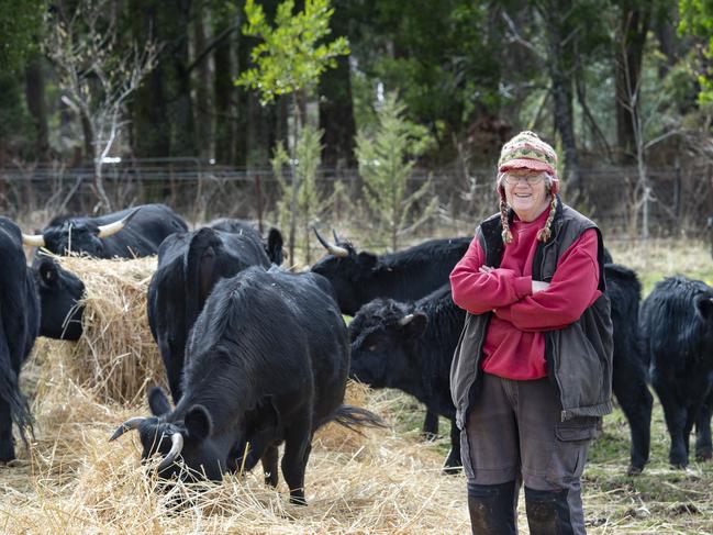 NEWS: Liz Burns at MuskLiz Burns is a cattle and berry farmer at Musk. She was impacted really badly by the storms in June and doesn't know if she'll be able to harvest the berries. Not happy with the council who are not helping with the clean up after storms. PICTURED: Liz Burns on her farm at Musk with her Dexter cattle.PICTURE: ZOE PHILLIPS