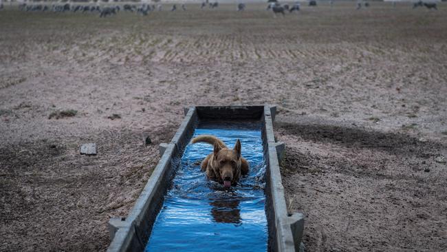 Working dog Oscar takes a dip. Picture: Jake Nowakowski