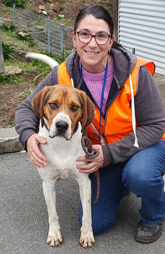 Bell volunteer at Dogs' Home of Tasmania with Bernie hound cross who spent 460 days before being adopted. Picture: Dogs Home of Tasmania