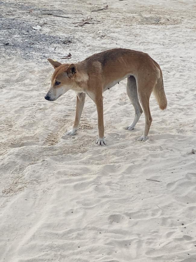 A dingo (wongari) at Eli Creek on K’gari.