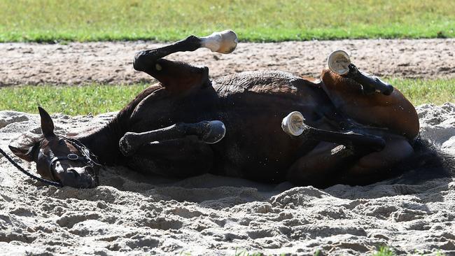 Irish horse Twilight Payment rolls in the sand after early morning trackwork at Werribee. Picture: William West