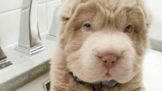 Fluffy shar pei store dog