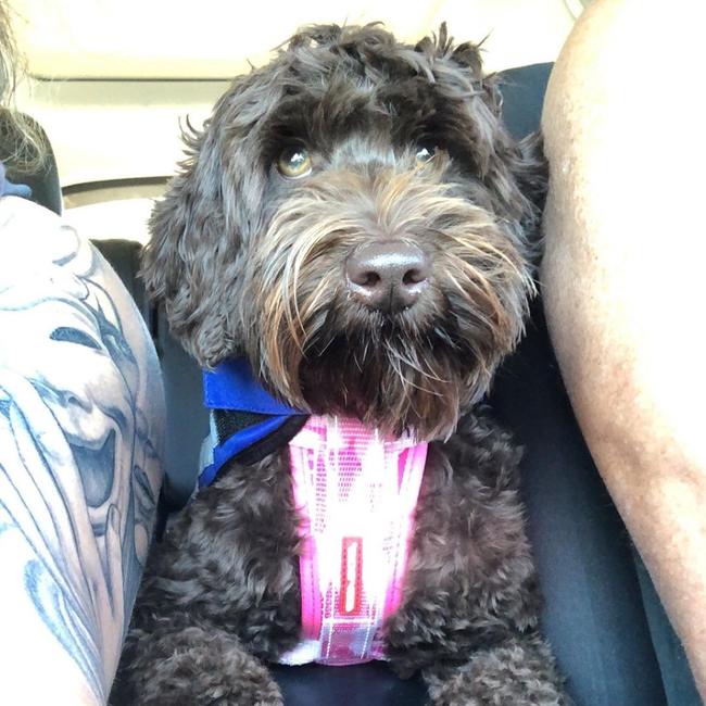 Wheenie the mini Schnoodle. Picture: supplied